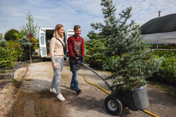 The Steps Involved in Our Tree Care Process in Cassville, MO